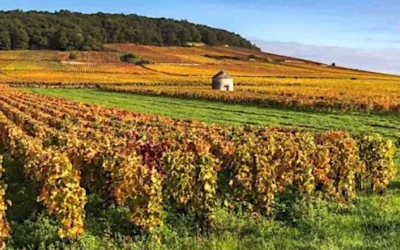 La Région Bourgogne : Un Voyage à Travers ses Vignobles, Châteaux et Villages Pittoresques